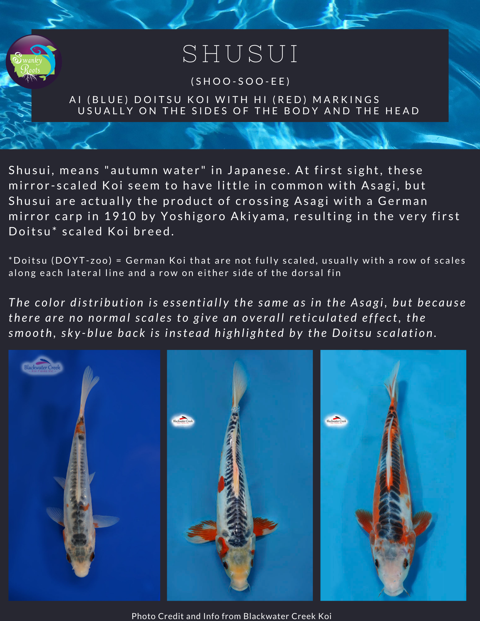 Koi Pattern List Koi Fish — Swanky Roots
