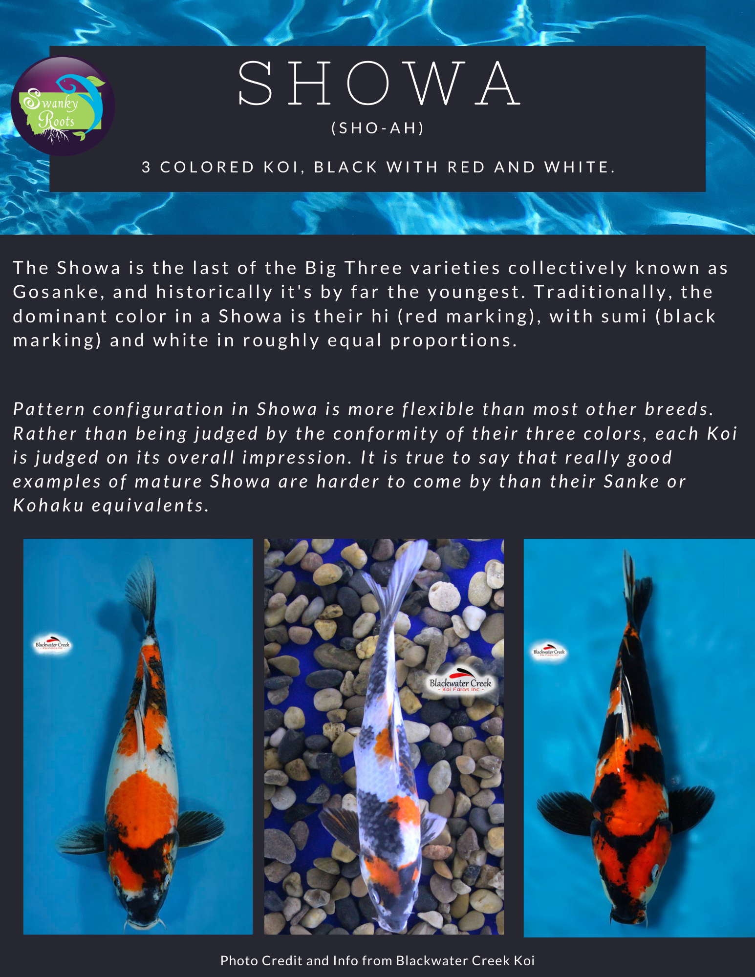 Koi Fish — Swanky Roots