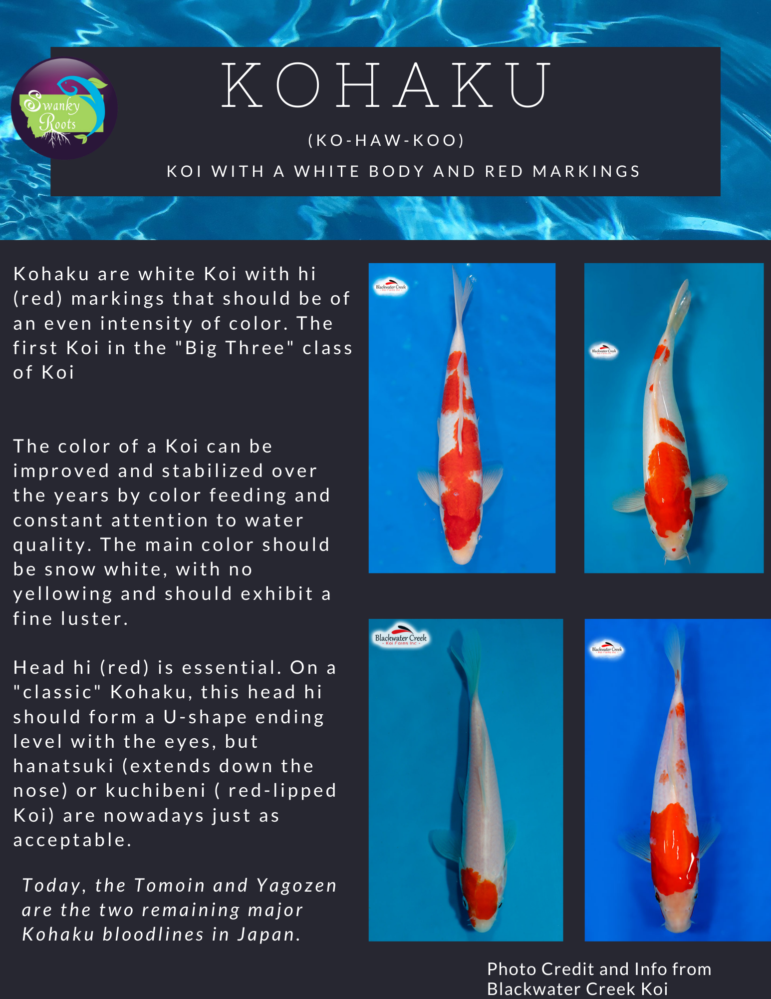 Koi Fish — Swanky Roots