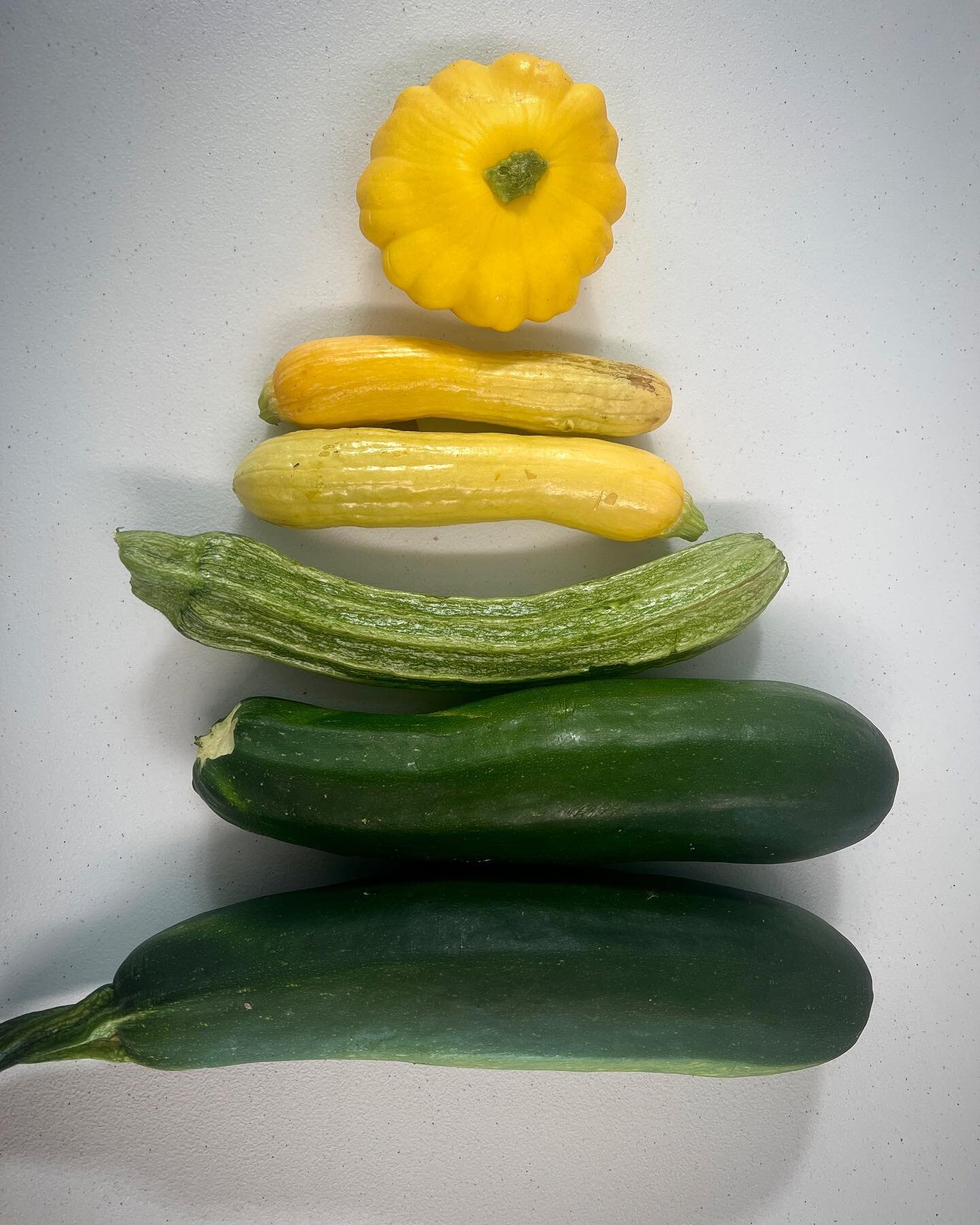 Ahhh yesss 🌞 Summer Squash are finally here ! #zuchinni #summersquash #summertime #garden #veggies