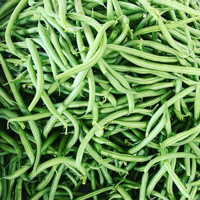 Green beans are growing like crazy! #greenbeans #gardening #veggies #vegetablegarden