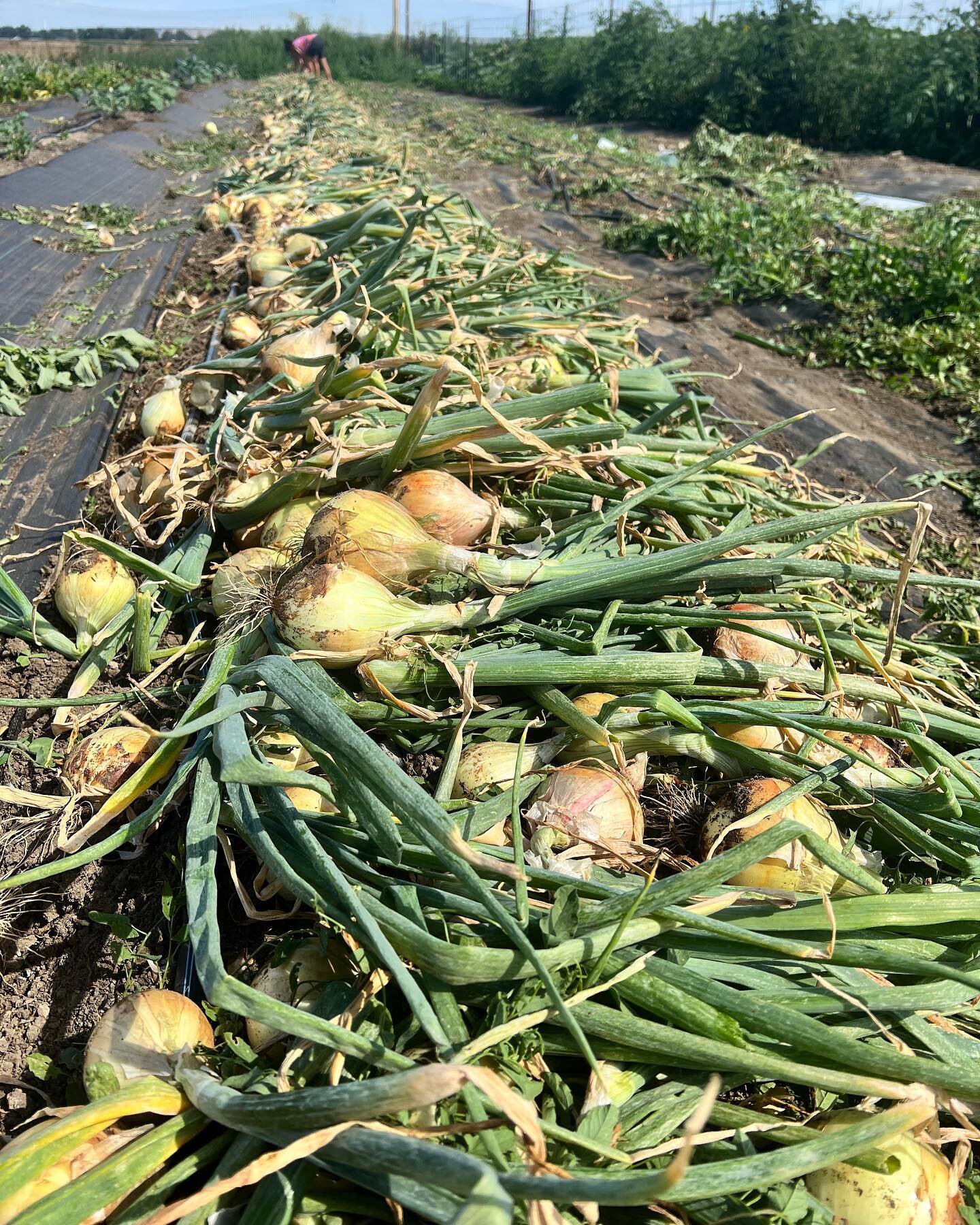 Another big day of harvesting onions! 🧅 These delicious beauties were all planted by hand and now are being harvested by hand , no machines , just hard working people! #onions #harvest #gardening #garden #sustainablefarming