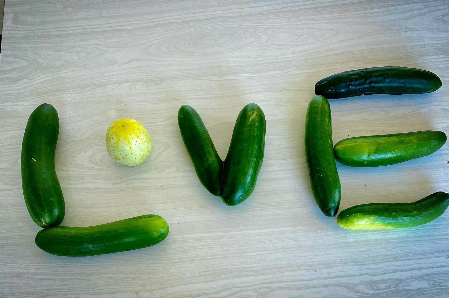 💚 CUCUMBERS 🥒 now available online @yvfoodhub and at Town and Country Foods in Billings! And of course, our farm store 💚 #cucumbers #gardenfresh #foodart #love #vegetables