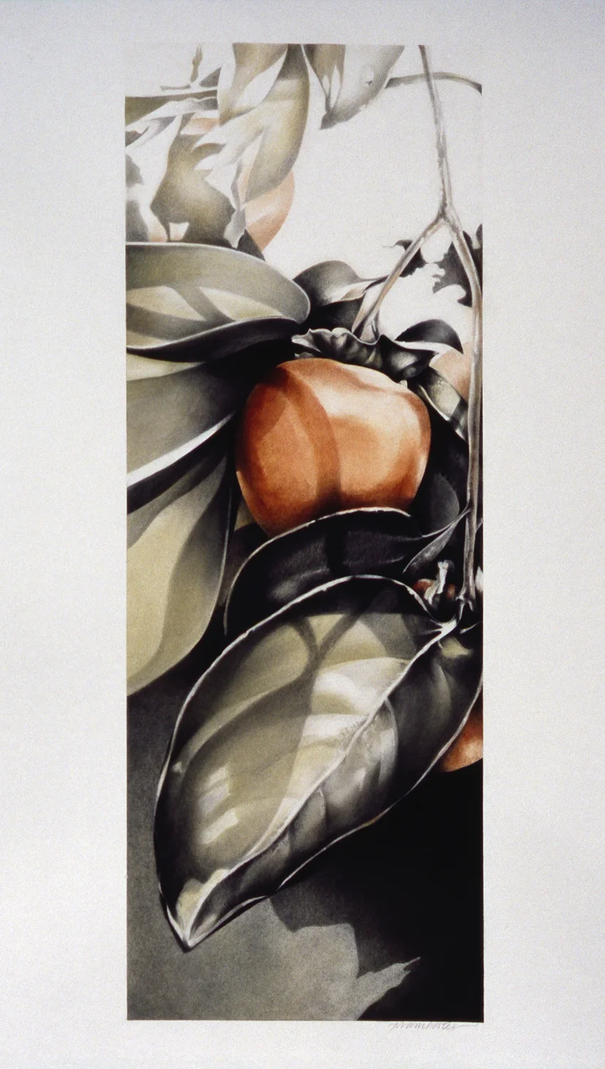 Persimmon Tree Chronicles No. 3, 2008