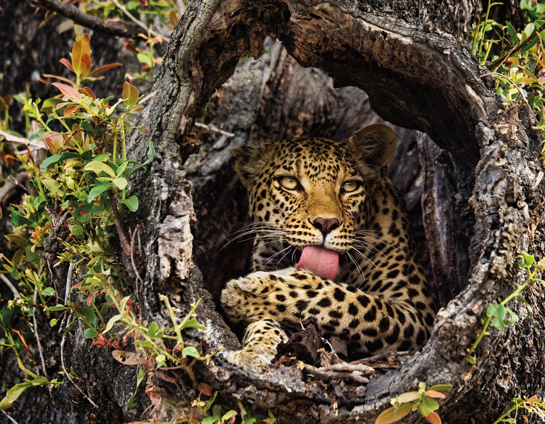 AnimalExpressions-1.jpg