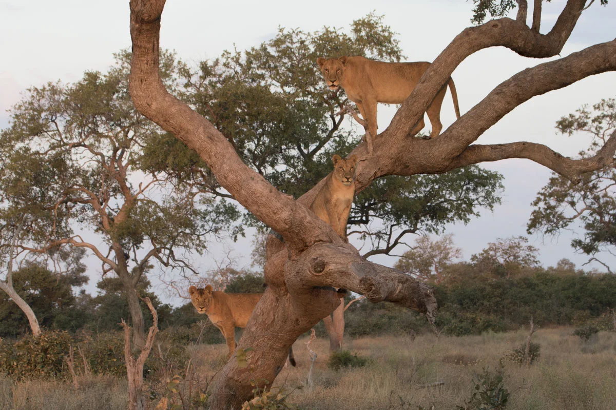 Judith_Hamilton_LionsinTree.jpg