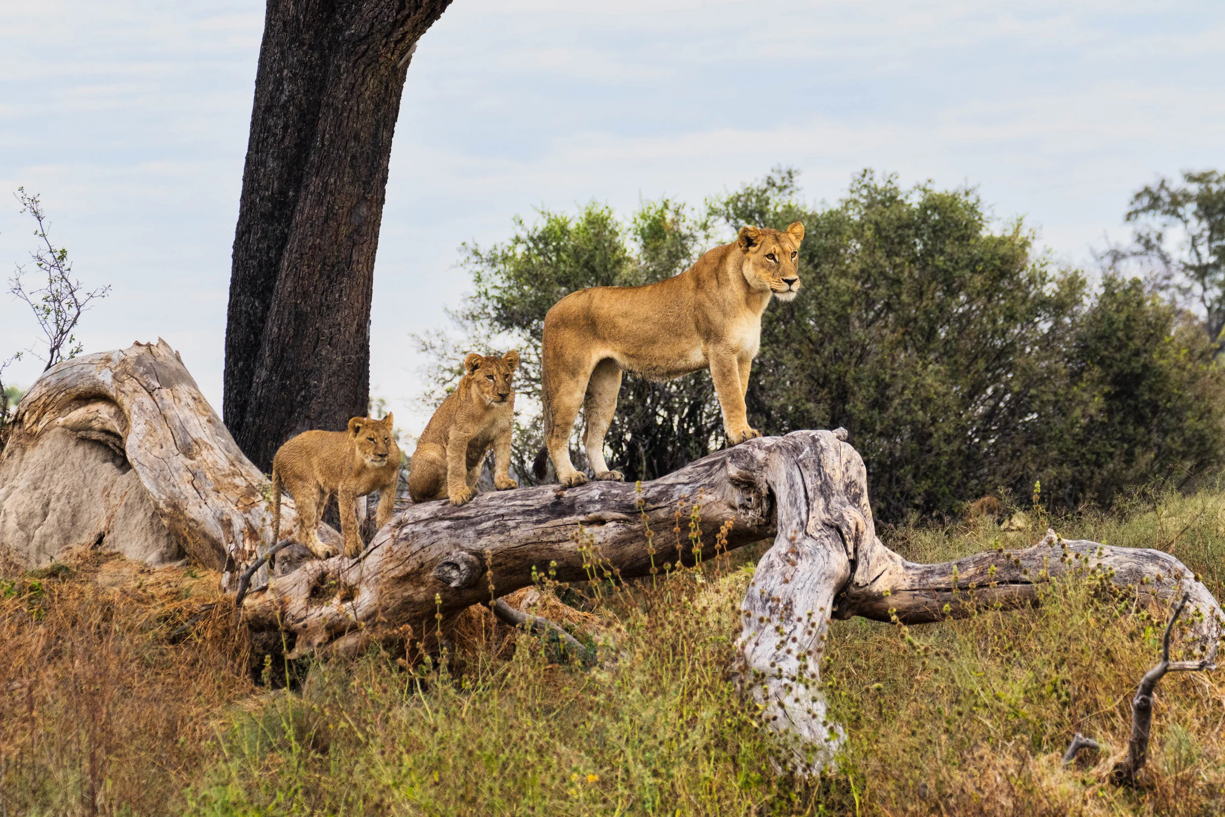 20170604-QO0A4307-2-2 as Smart Object-1.jpg