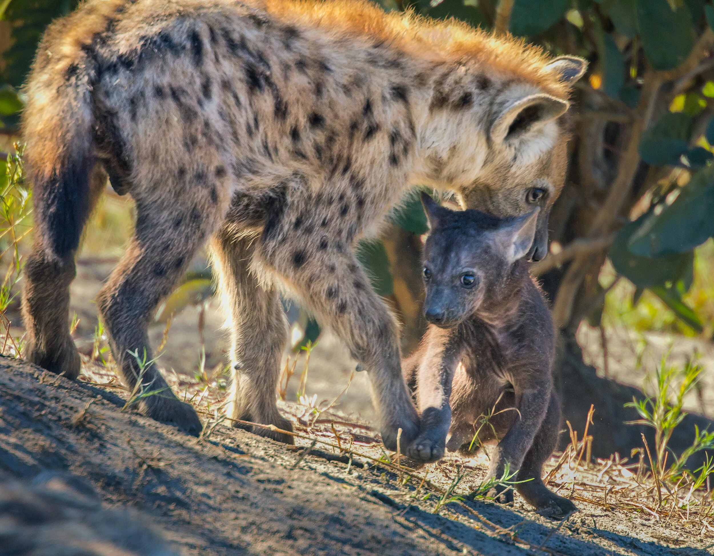 BabiesBobcat-2.jpg