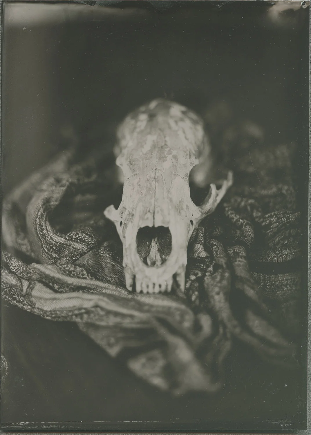 Countdown to Extinction - By: Geoffrey Wallang