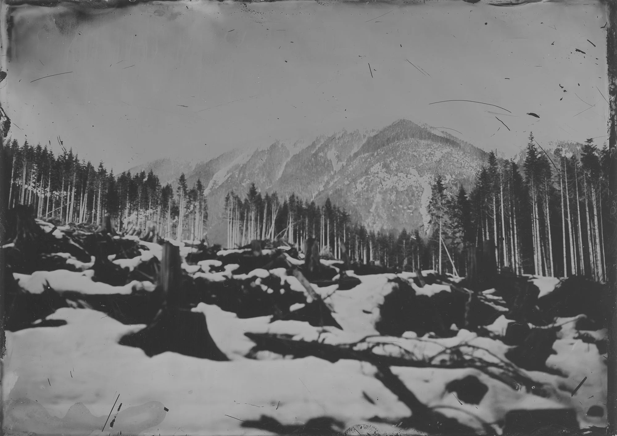 Clear Cutting - By: Geoffrey Wallang