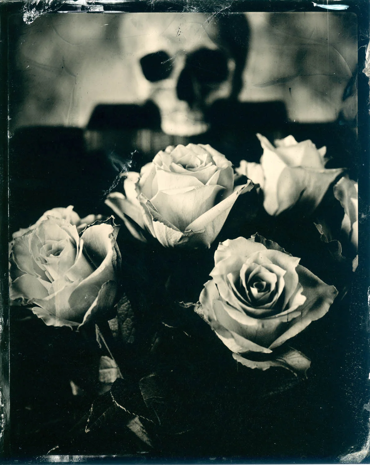 Don't Bring Me Roses - By: Urs Sohmer www.instagram.com/collodionist/
