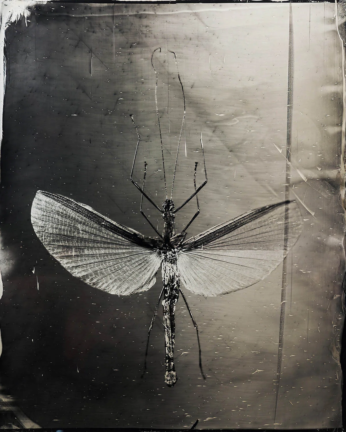 The Katydid - By: Maximilian Zeitler www.maximilianzeitler.com