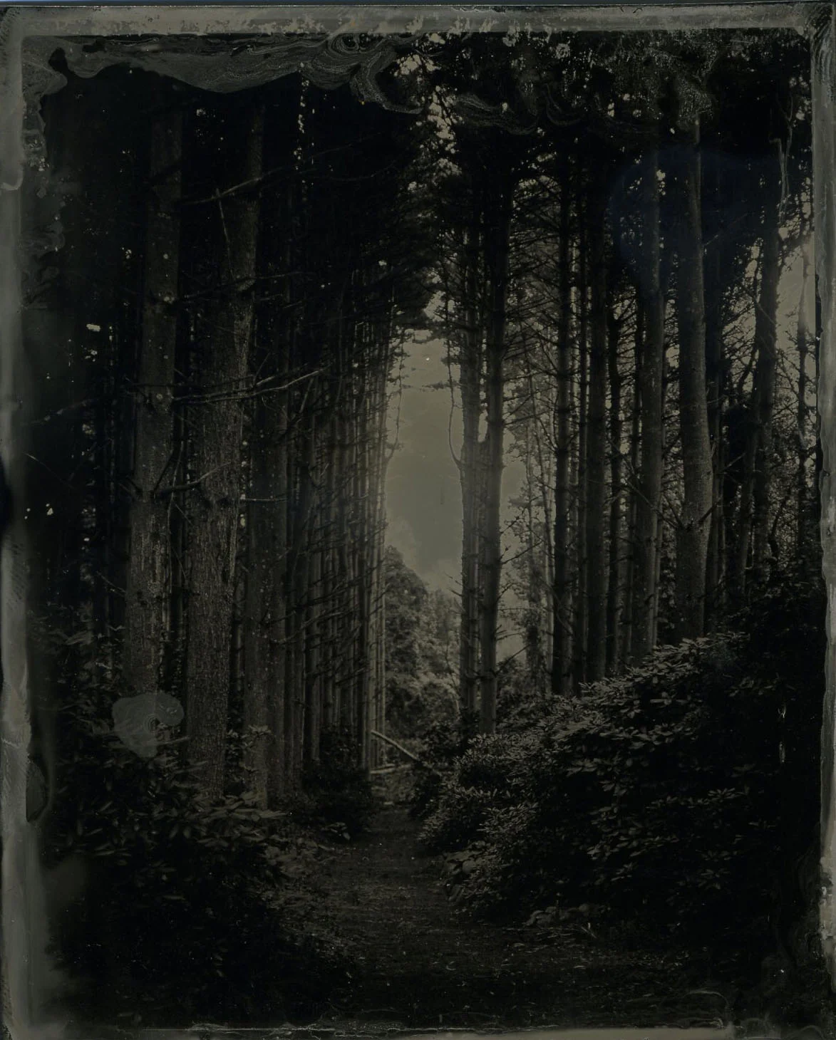 White Pines - By: Gene Andrews