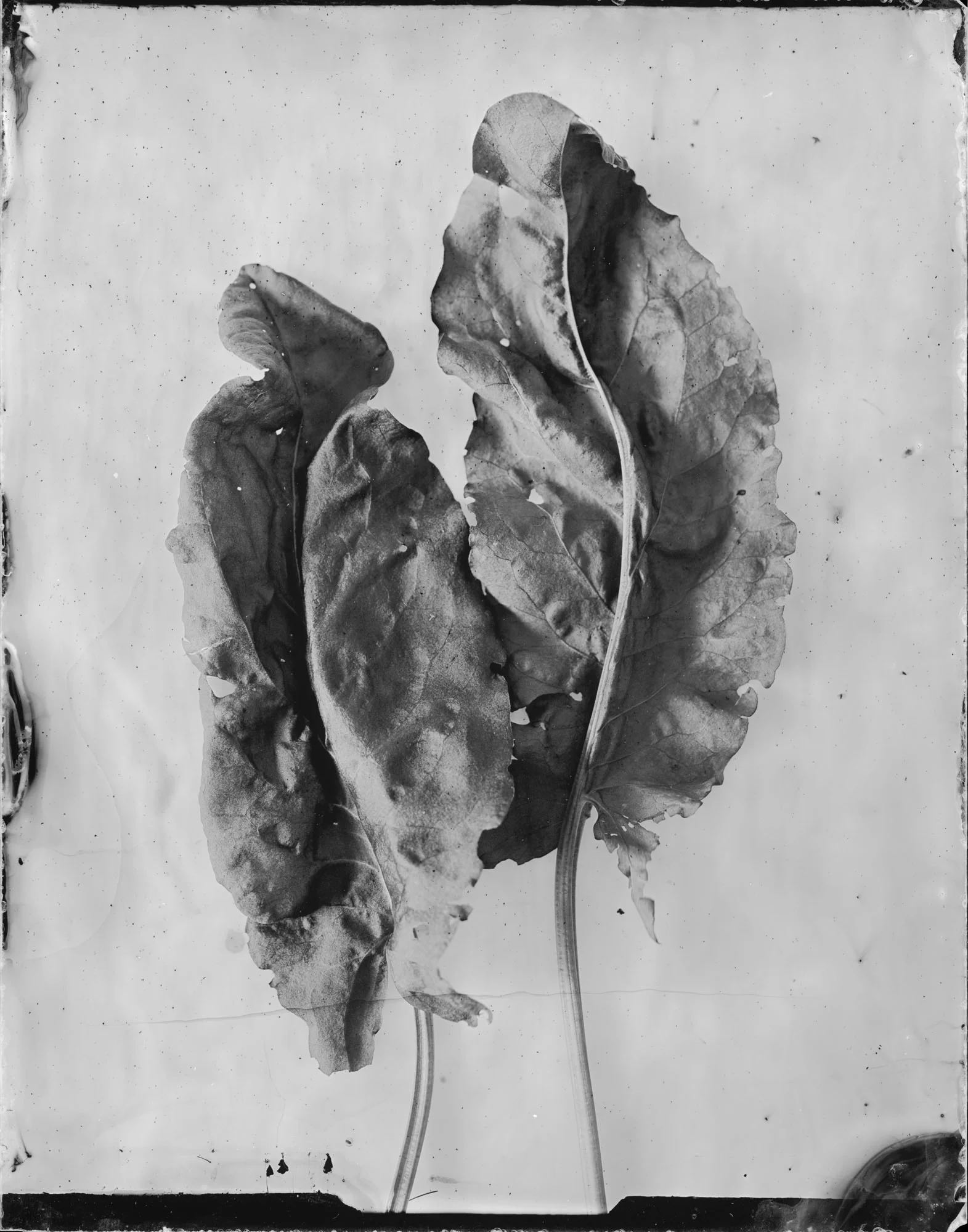 Title : Rumex acetosa (garden sorrel) By: Emilija Petrauskienė www.epetrauskiene.lt