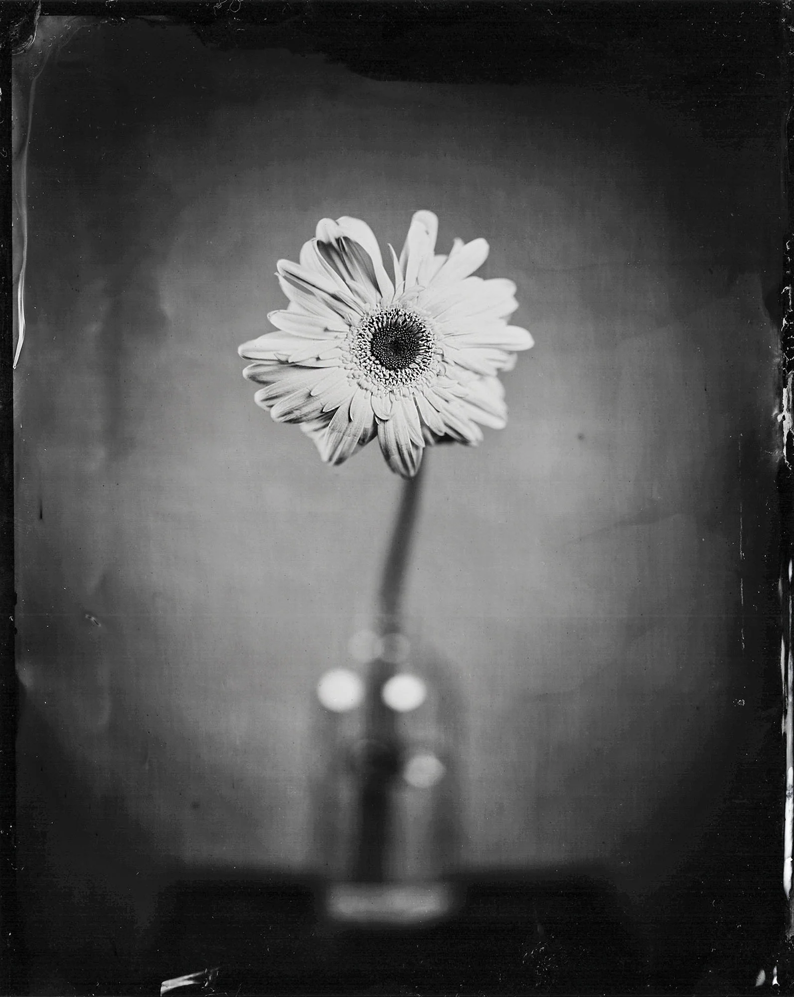 Title : Transvaal Daisy 12.22.18 By: Michael Marano www.973studio.com