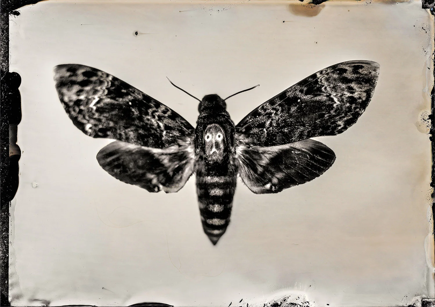 Death's Head Moth 5.4.18 By: Michael Marano www.973studio.com