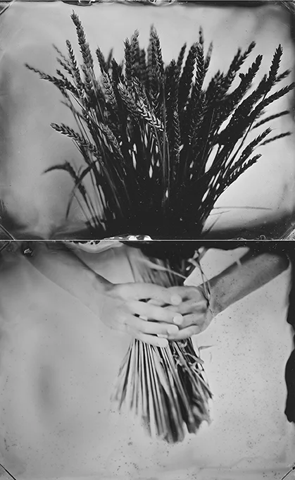 Triticum By: Karolina Ostrowska www.karolostrowska.com