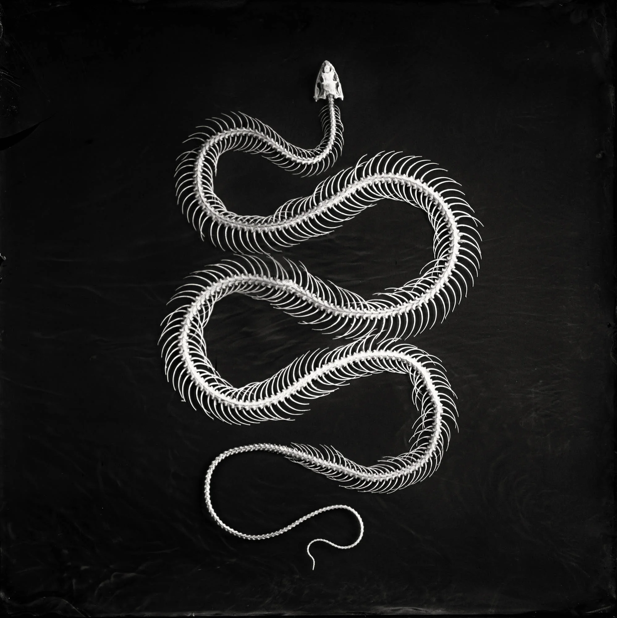 Title : Does a snake have any bones? By: Peter Eleveld http://eleveld.net/blog/