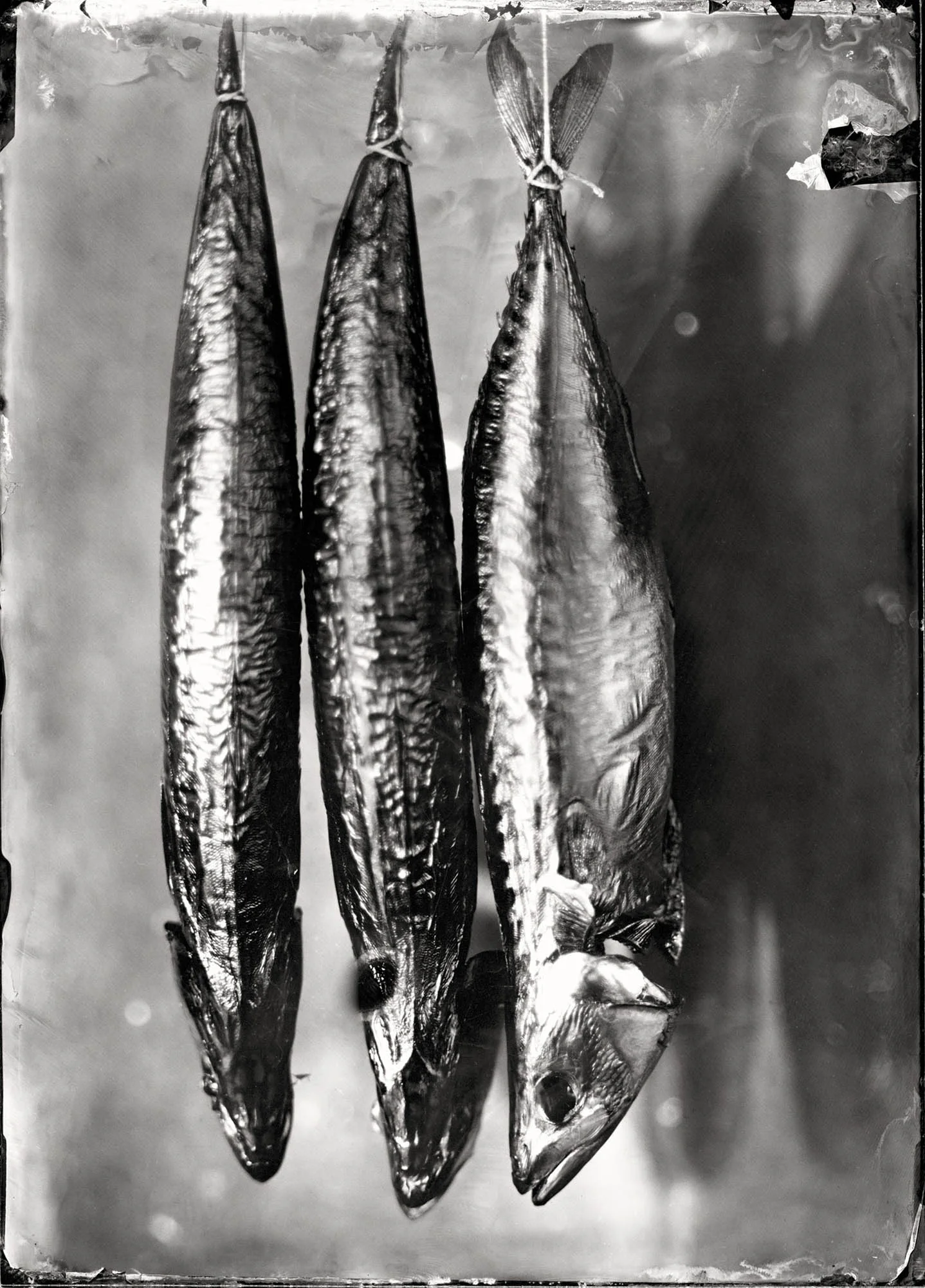 Title : Smoked Mackerel By: Peter Eleveld http://eleveld.net/blog/