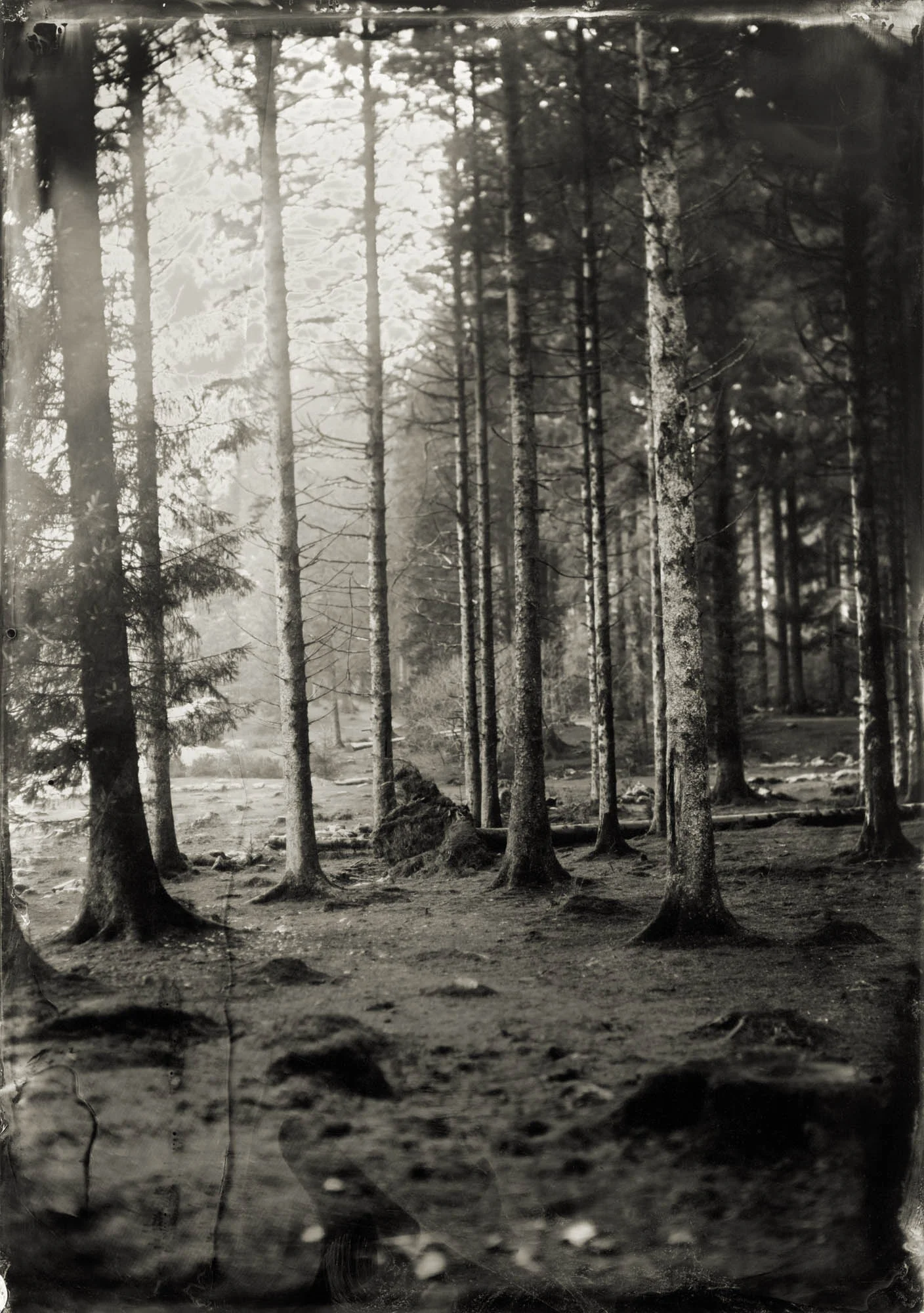 Title : Bellever Forest By: Jemma Ridyard www.instagram.com/jemmaridyard