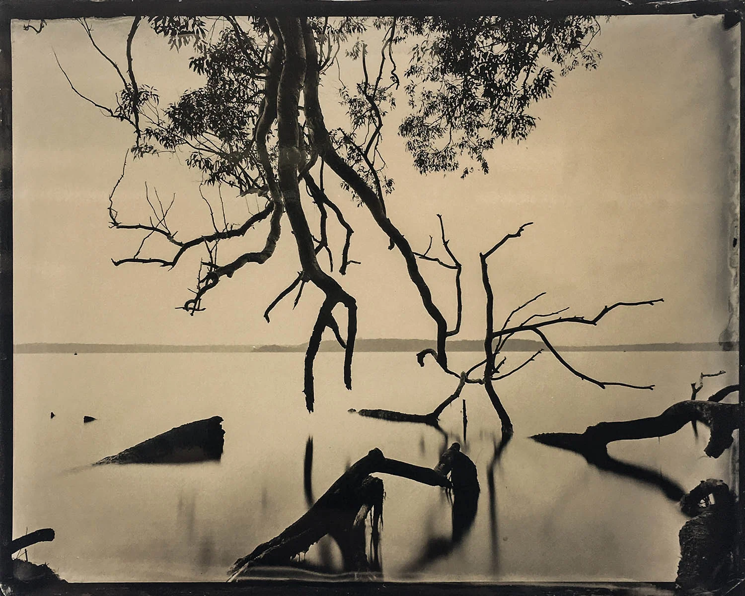 Title : Swan Lake By: Adrian Cook www.thestudio.sydney