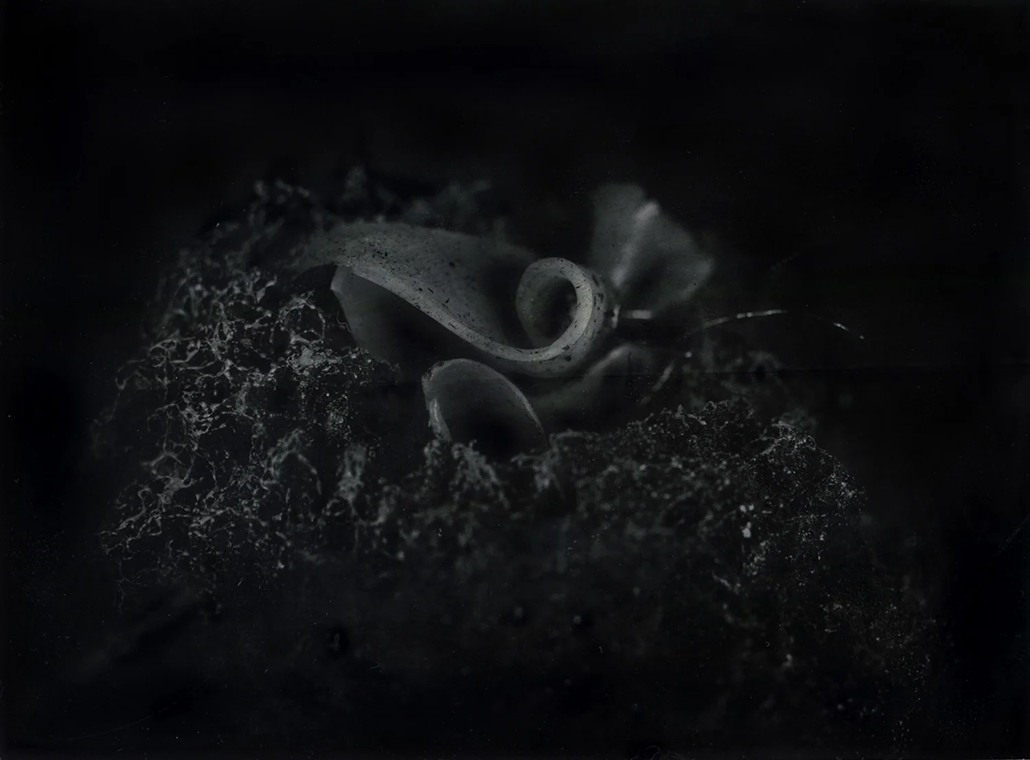 Title : New Growth By: Matthew Jensen matthewdavidjensen.com