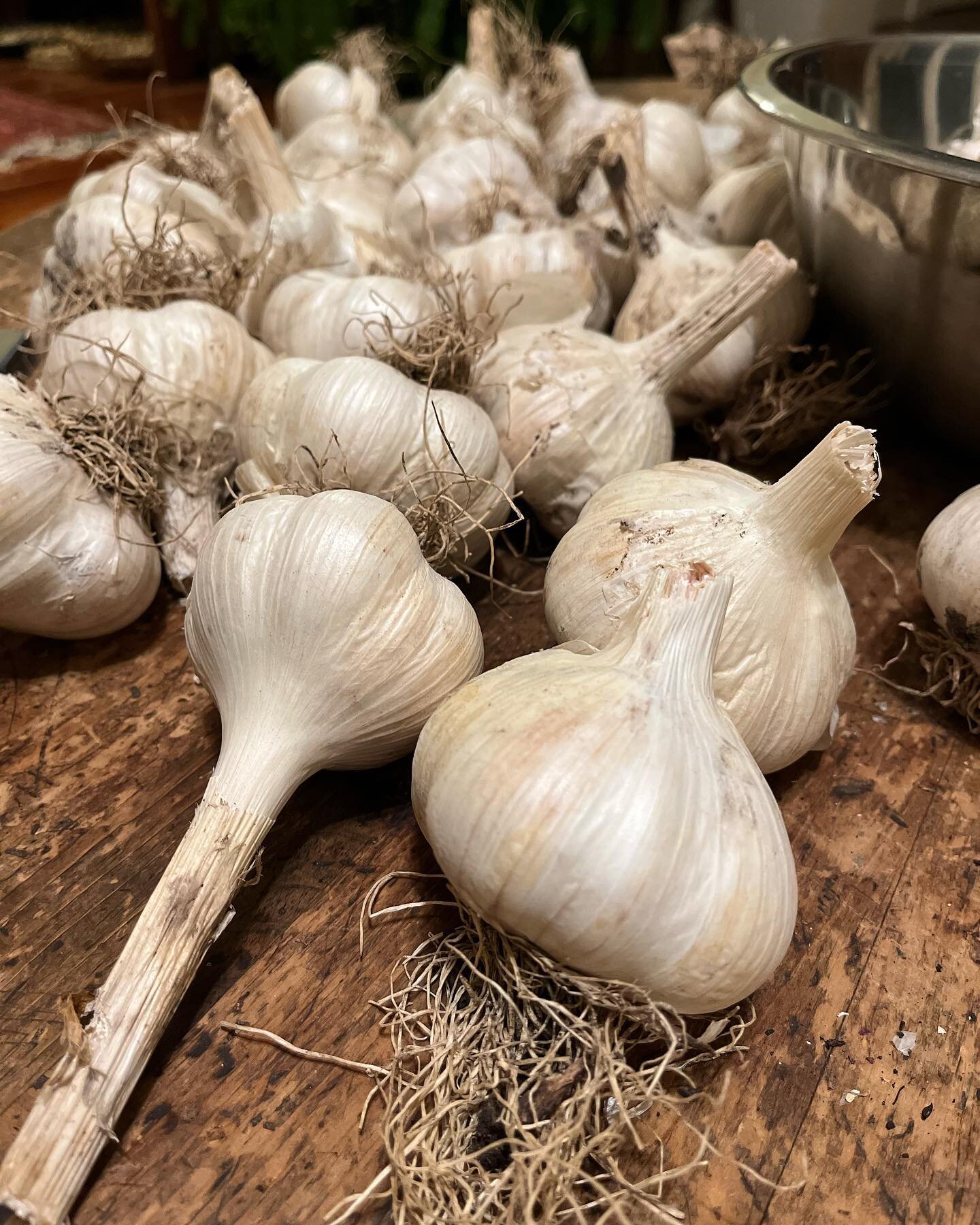 Amazing Garlic! Preparing to plant this beauty on the farm