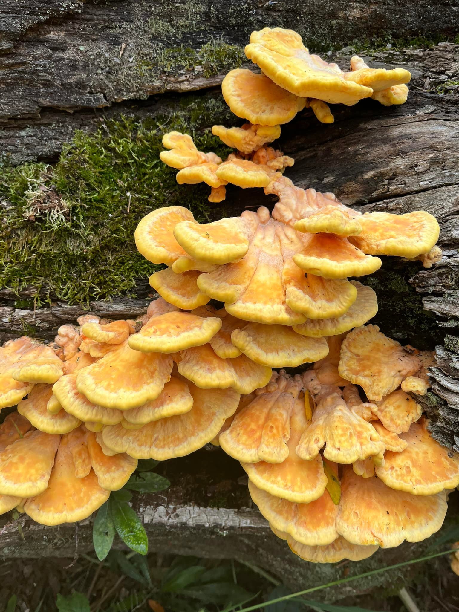 Chicken of the Woods! 
So yummy