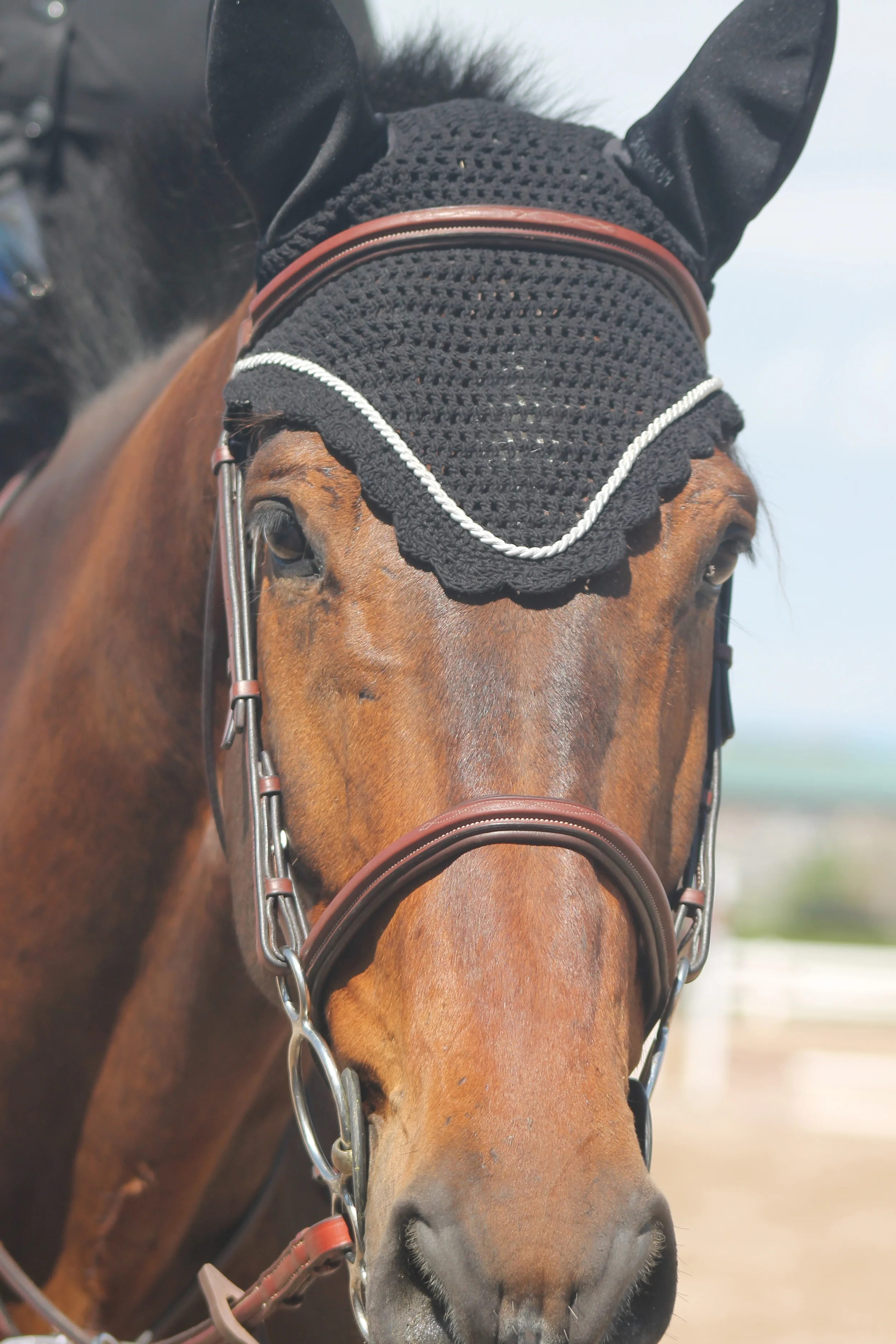 Fischer SportHorses, LLC