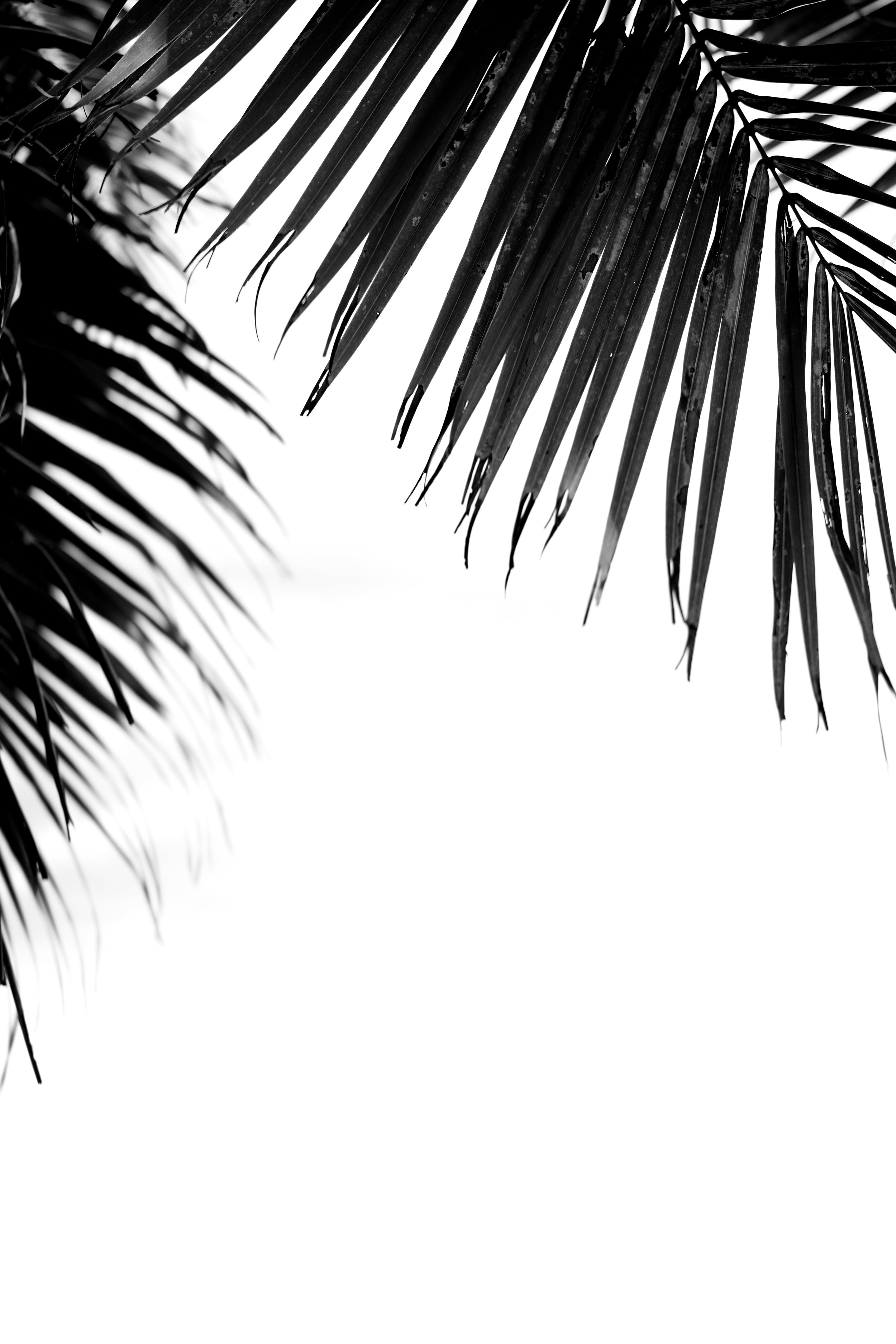 PalmsAndPeople-4.jpg