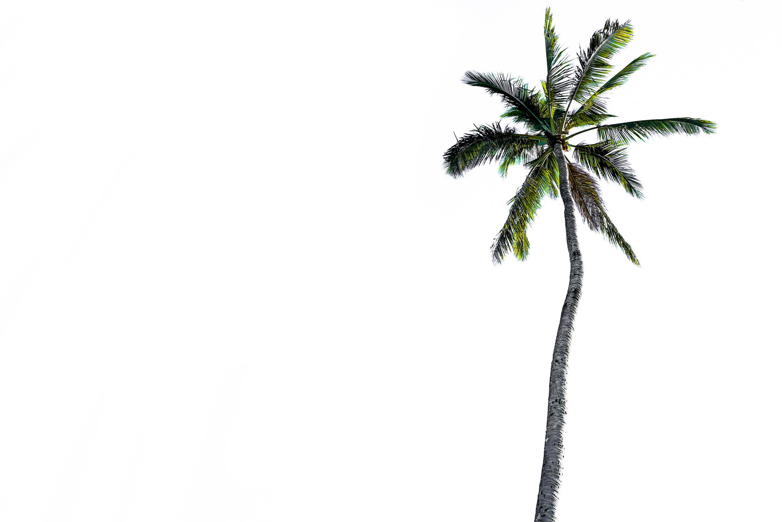 PalmsAndPeople-5.jpg