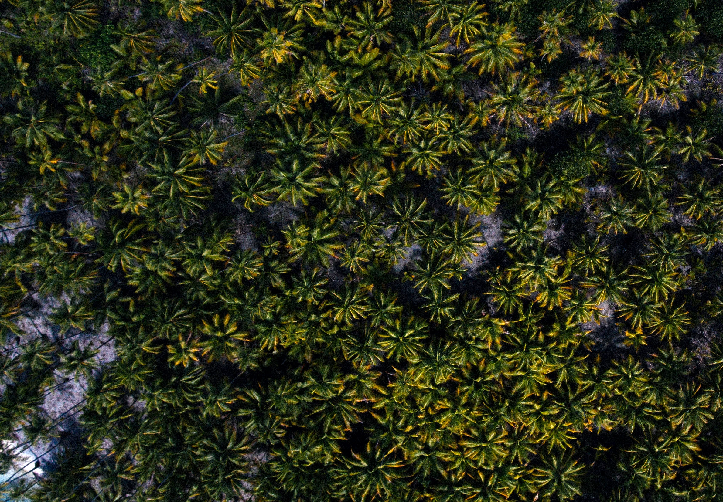 PalmsAndPeople-6.jpg