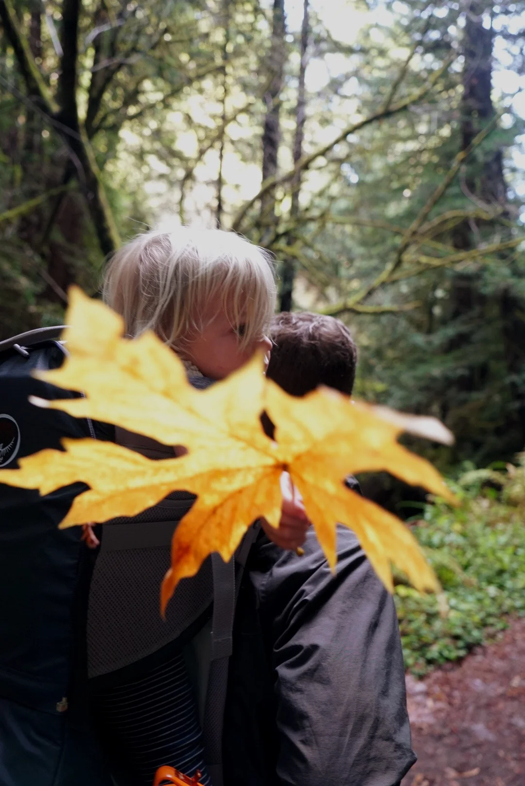 muir woods, california