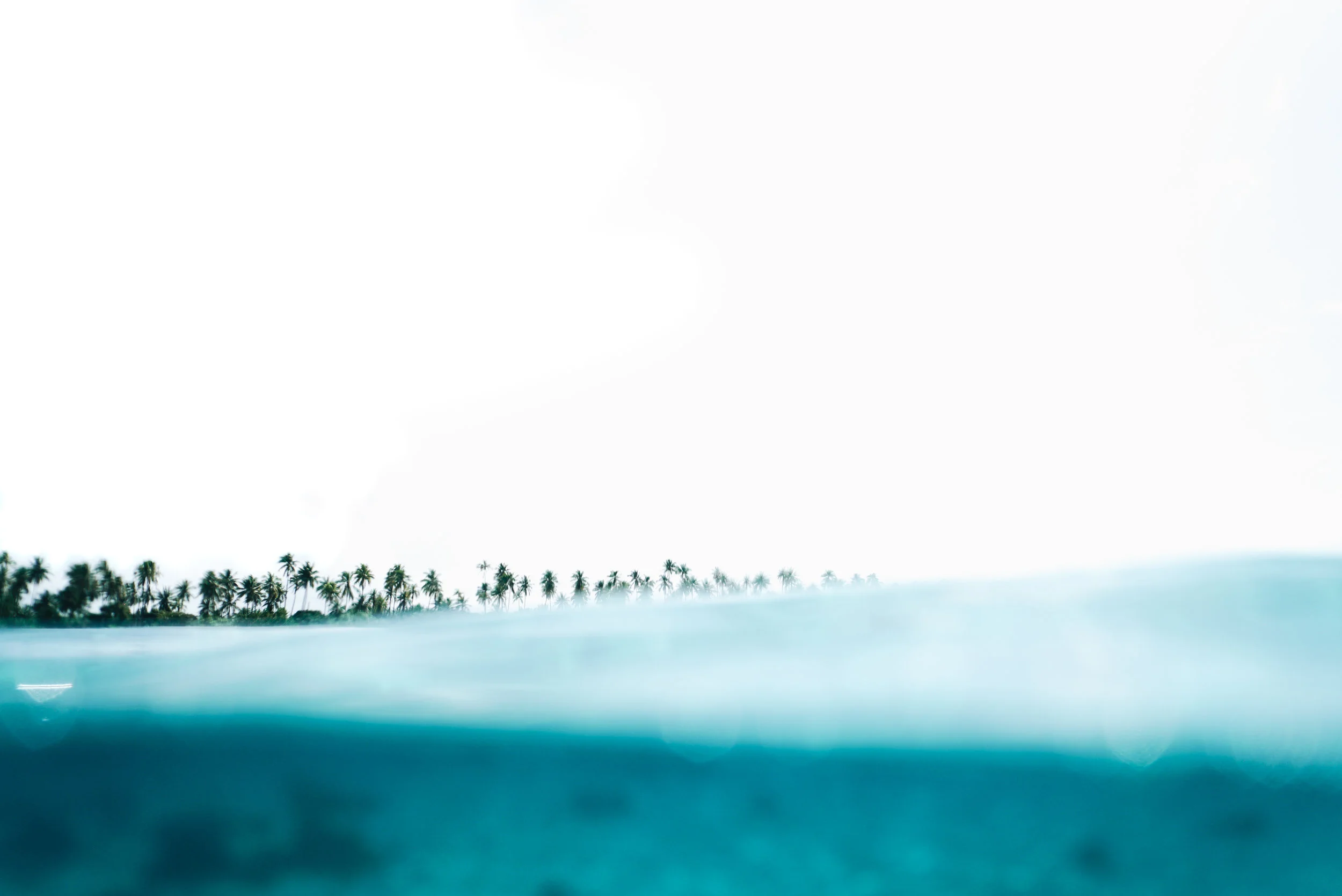 PalmsAndPeople-18.jpg