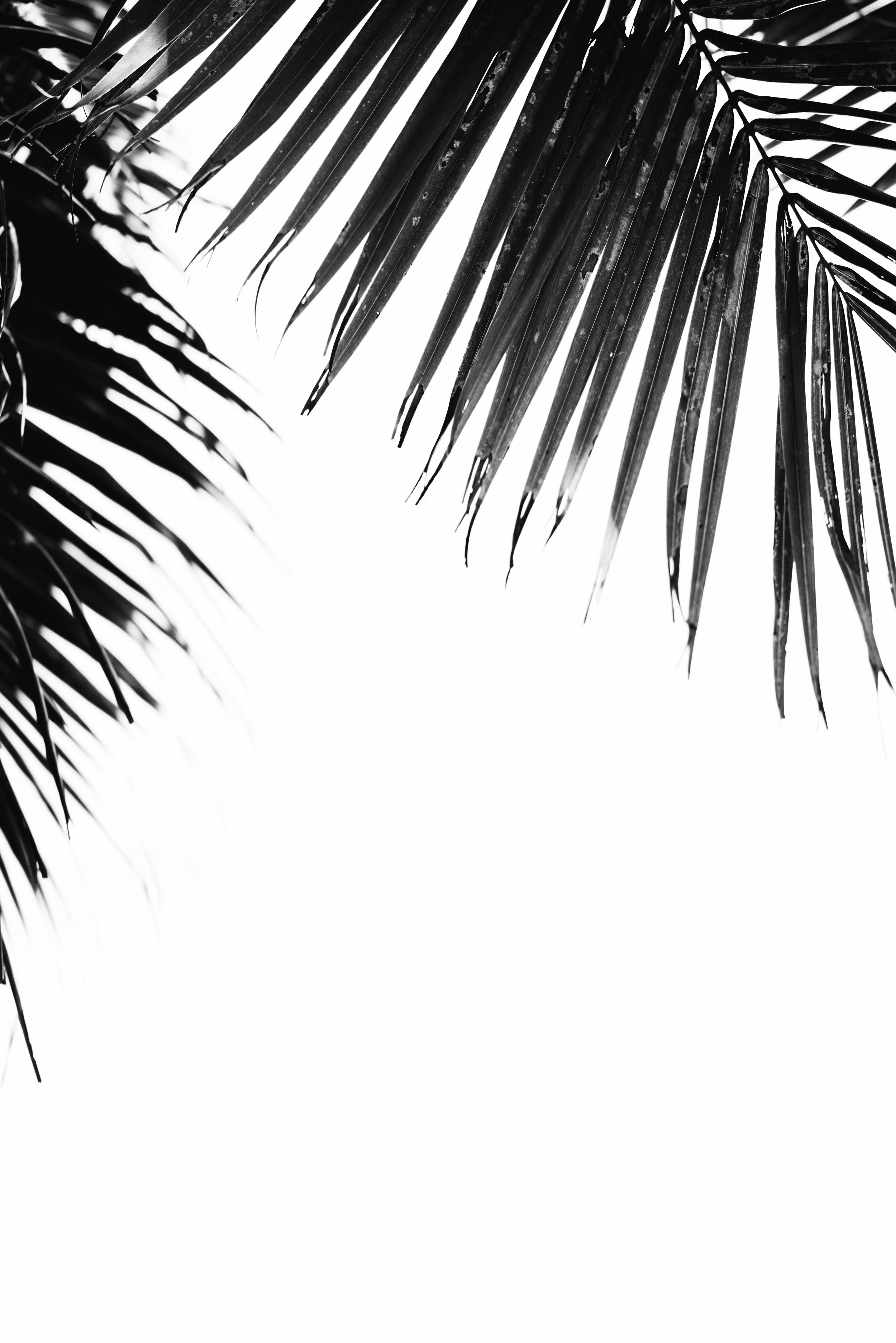 palm_bw.jpg