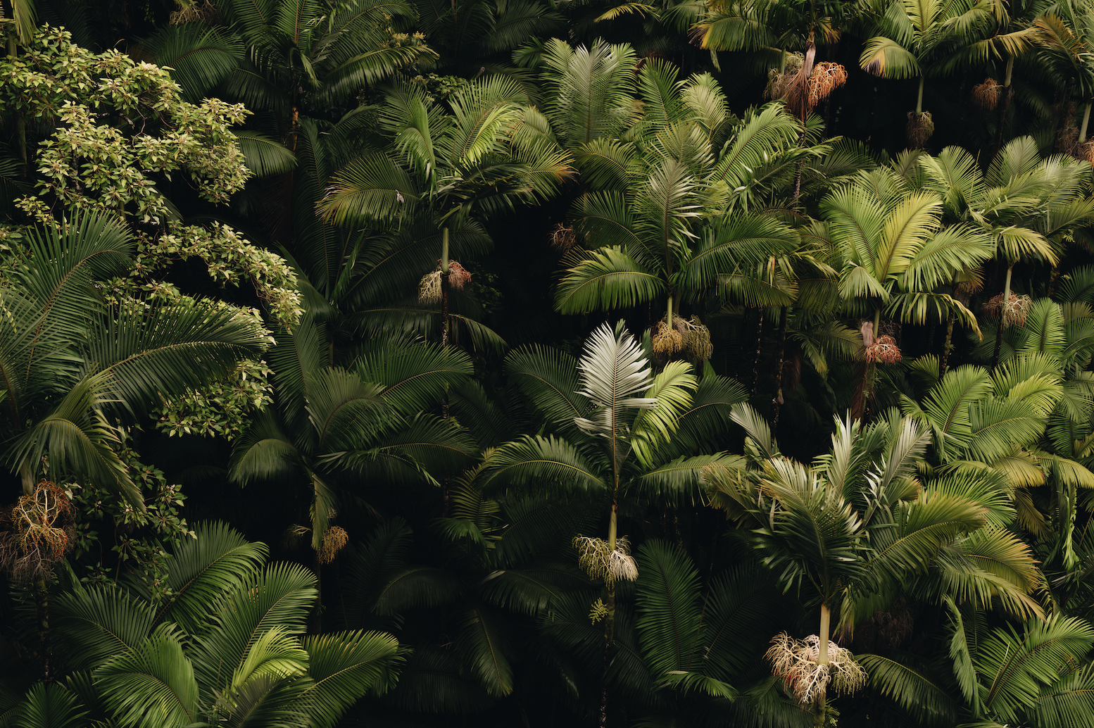 Screen Shot 2021-09-14 at 12.55.55 PM.png