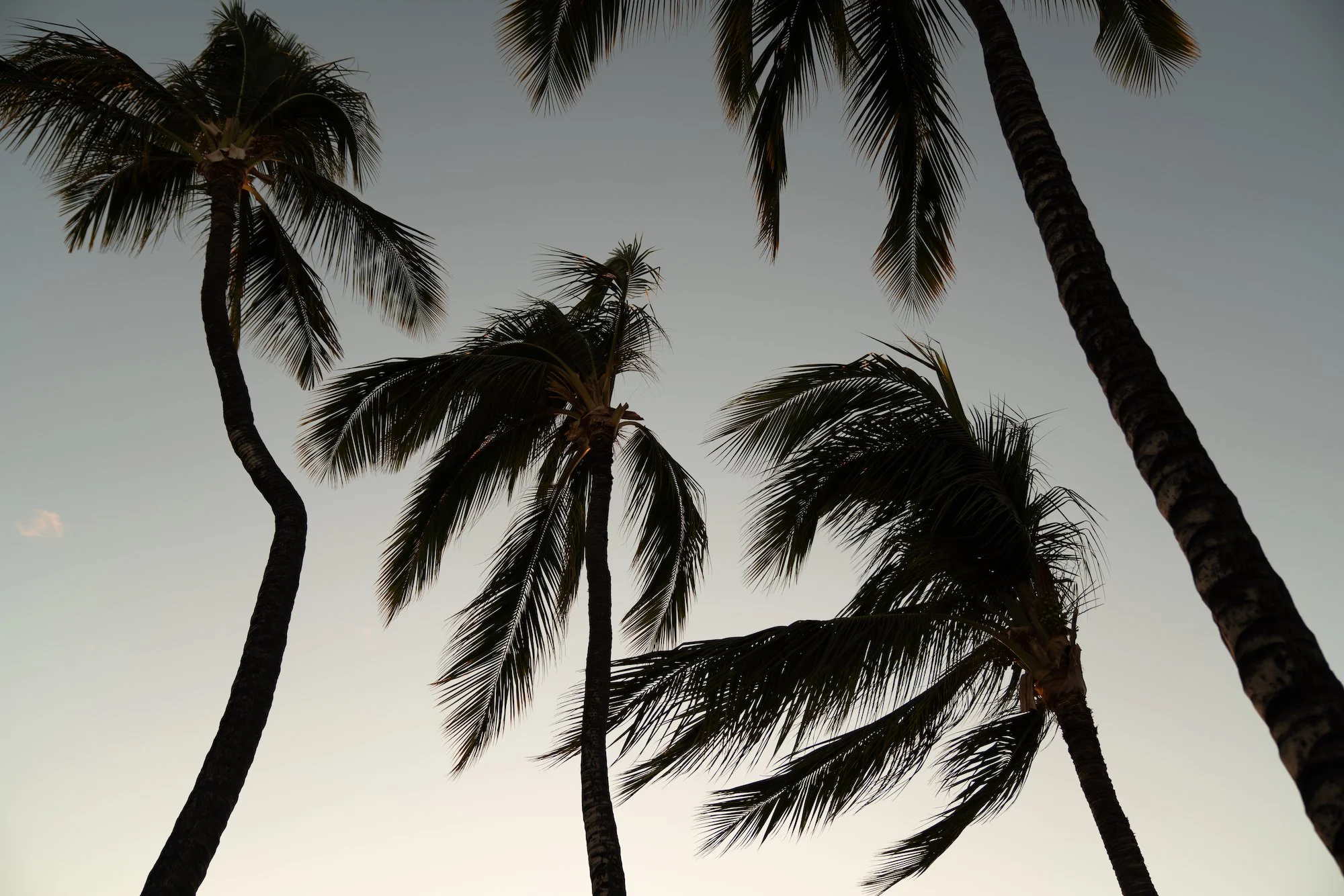 palms11.jpg