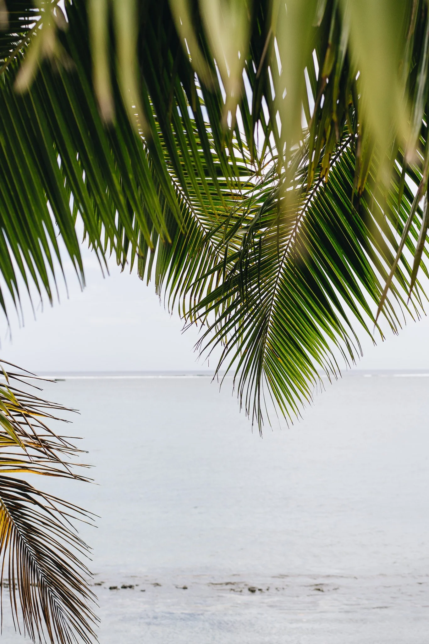 Palms 13