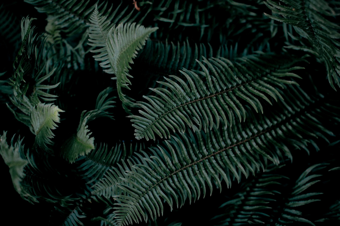 kgbackgroundphoto.jpg
