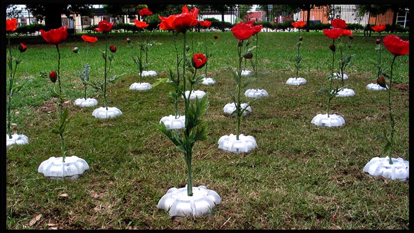 2c_Poppies in landscape Texas.jpg