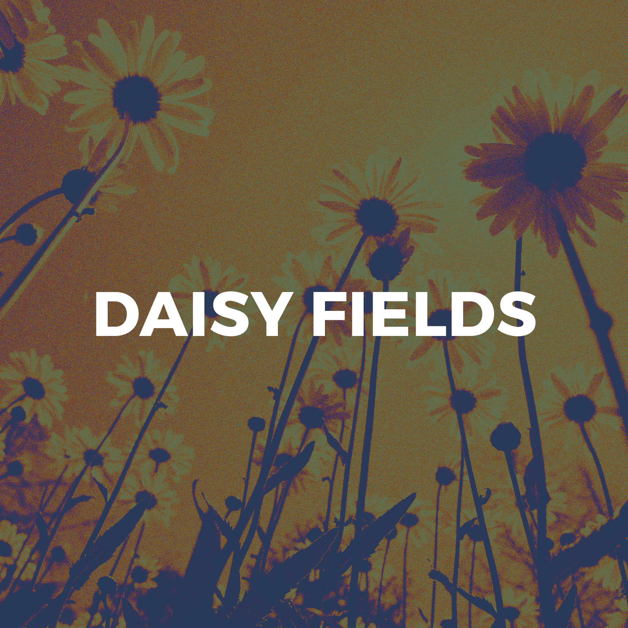 Daisy Fields