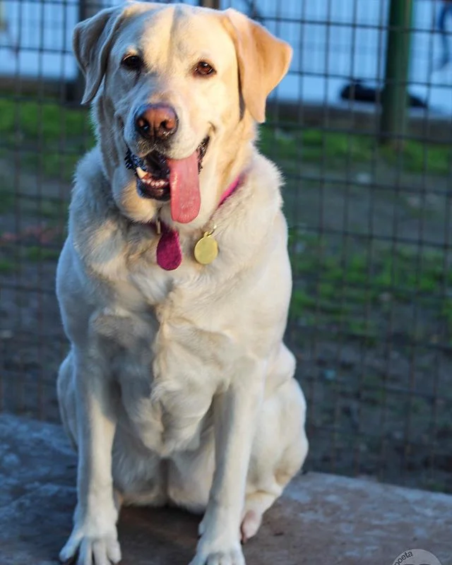 Minga, labrador •Palermo, Buenos Aires • “Le gusta que el viento roce su lengua y La Luz natural del sol ☀️” 🐾
🐾
🐶
 #dog #dog #puppy #pup #socialsteeze #cute #instagood #dogs_of_instagram #pet #pets #animal #animals #petstagr