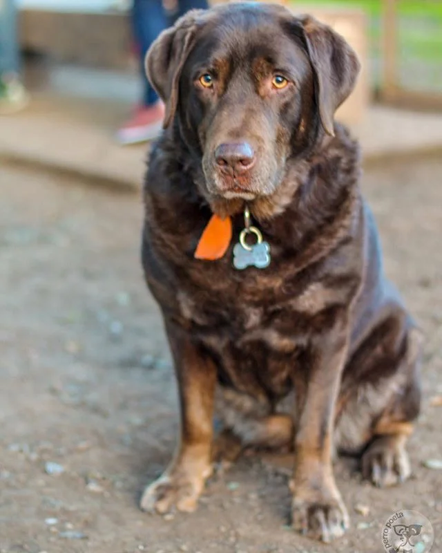 Frida, labrador chocolate 5 años •Palermo, Buenos Aires • “Es una pancha, se come todo” 🐾
🐾
🐶
 #dog #dog #puppy #pup #socialsteeze #cute #instagood #dogs_of_instagram #pet #pets #animal #animals #petstagram #petsagram