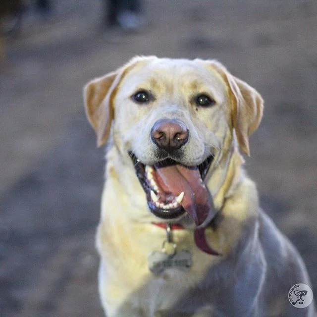 Oso, 1 año y 6 meses, Labrador •Palermo, Buenos Aires• “Salta con las 4 patas al mismo tiempo, es una mesa que se levanta, le encanta mirar la tv”  #dog #dog #puppy #pup #socialsteeze #cute #instagood #dogs_of_instagram #