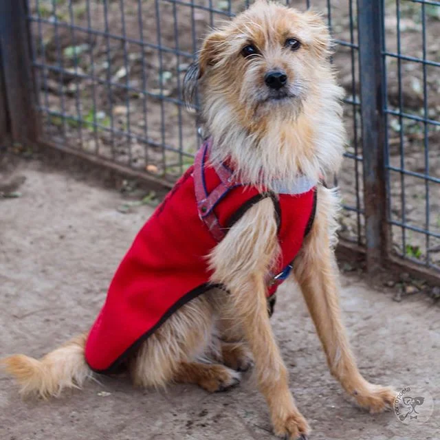 Chispita, mix dog •Palermo, Buenos Aires • “la perra más tranquila del mundo ” (Temblorosa)
🐾
🐾
🐶
 #dog #dog #puppy #pup #socialsteeze #cute #instagood #dogs_of_instagram #pet #pets #animal #animals #petstagram #petsag