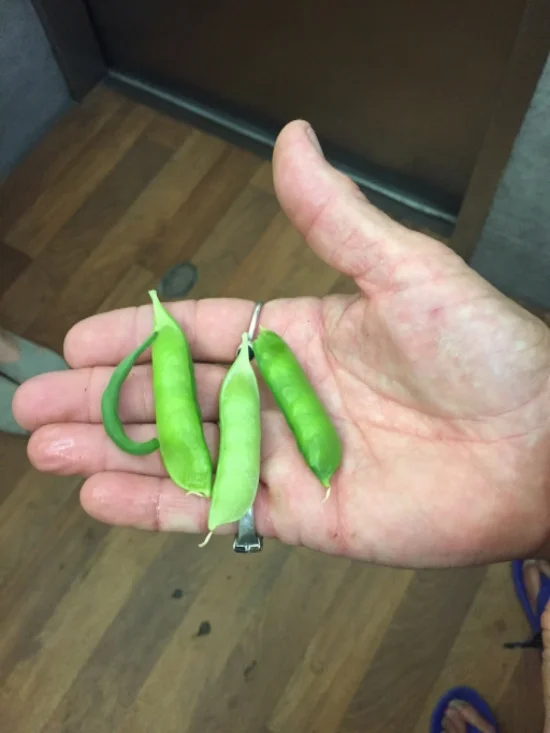 Margaret gives us a closeup of her home grown sugar snap peas. 