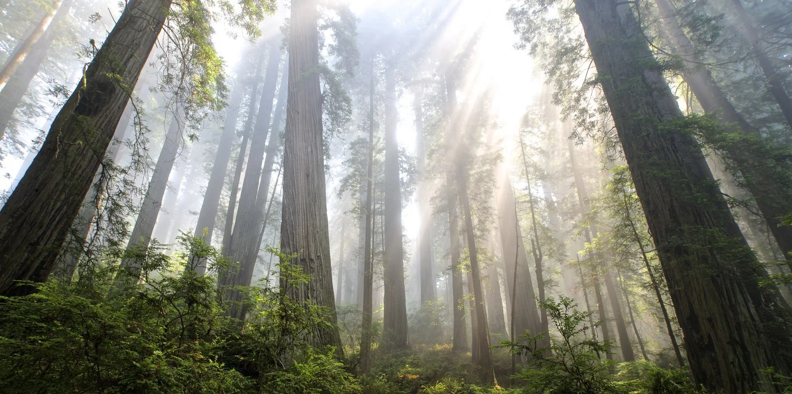 Save_the_Redwoods_League_Forest.jpg