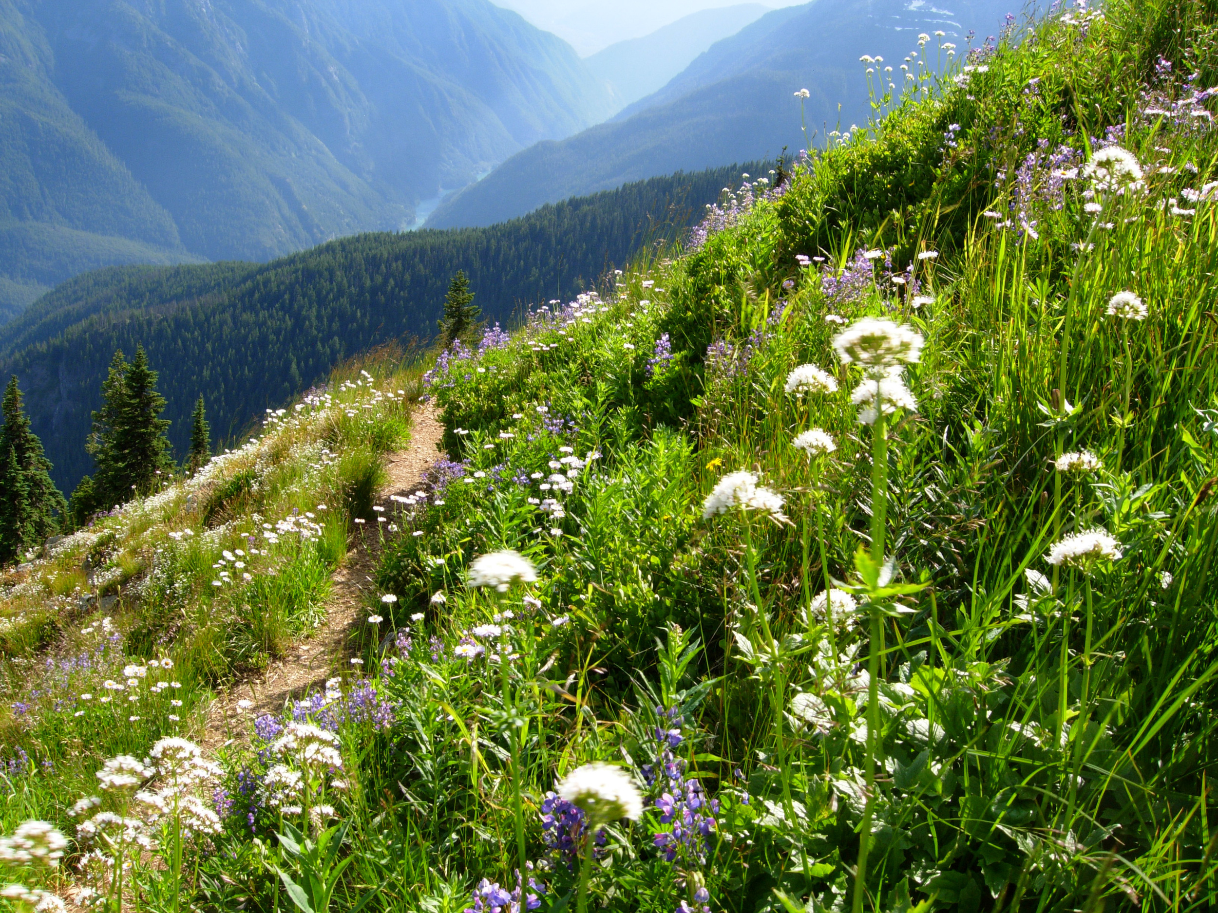 Flowers, high on Sourdough slope