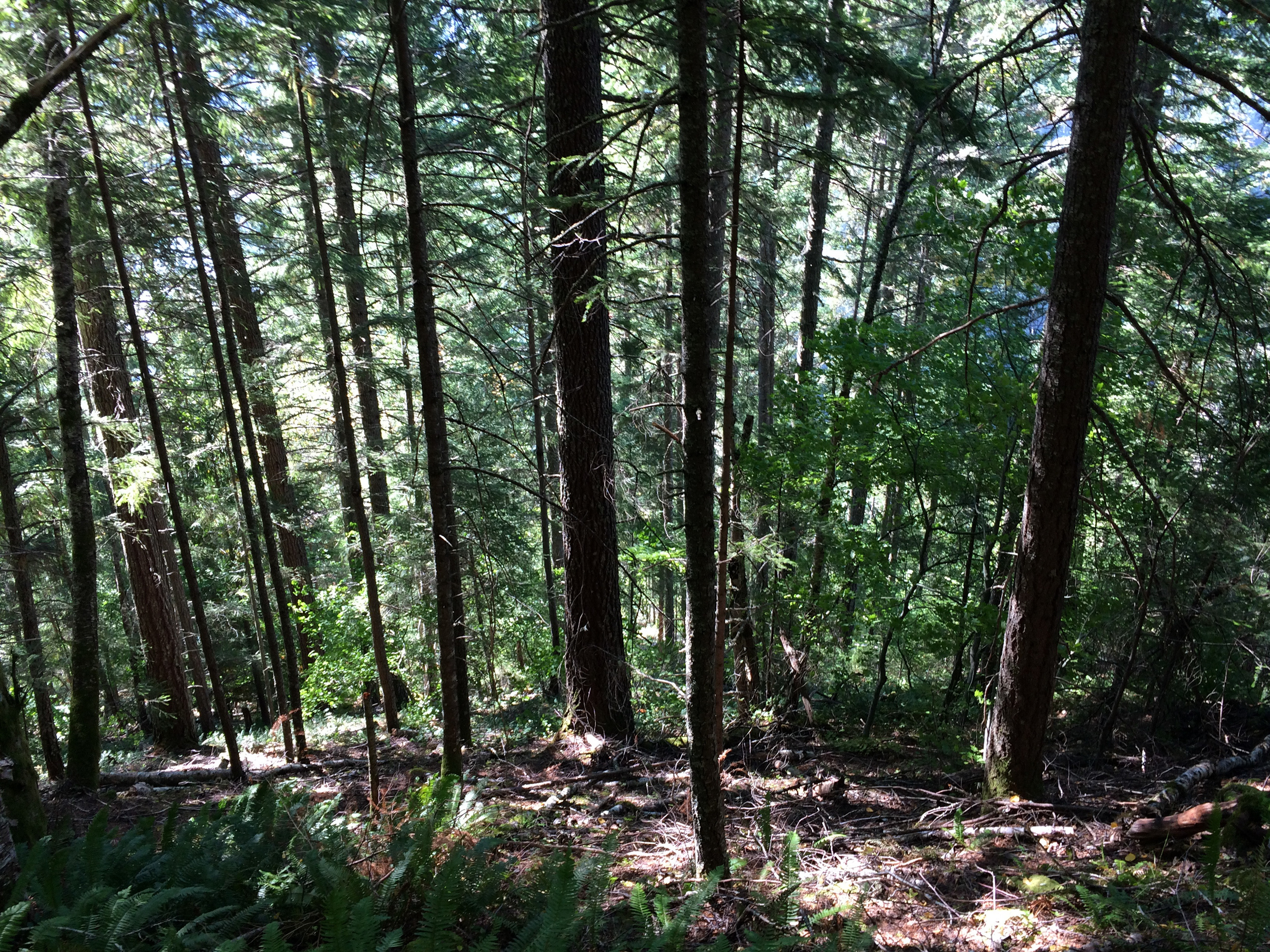 Forest above park boundary