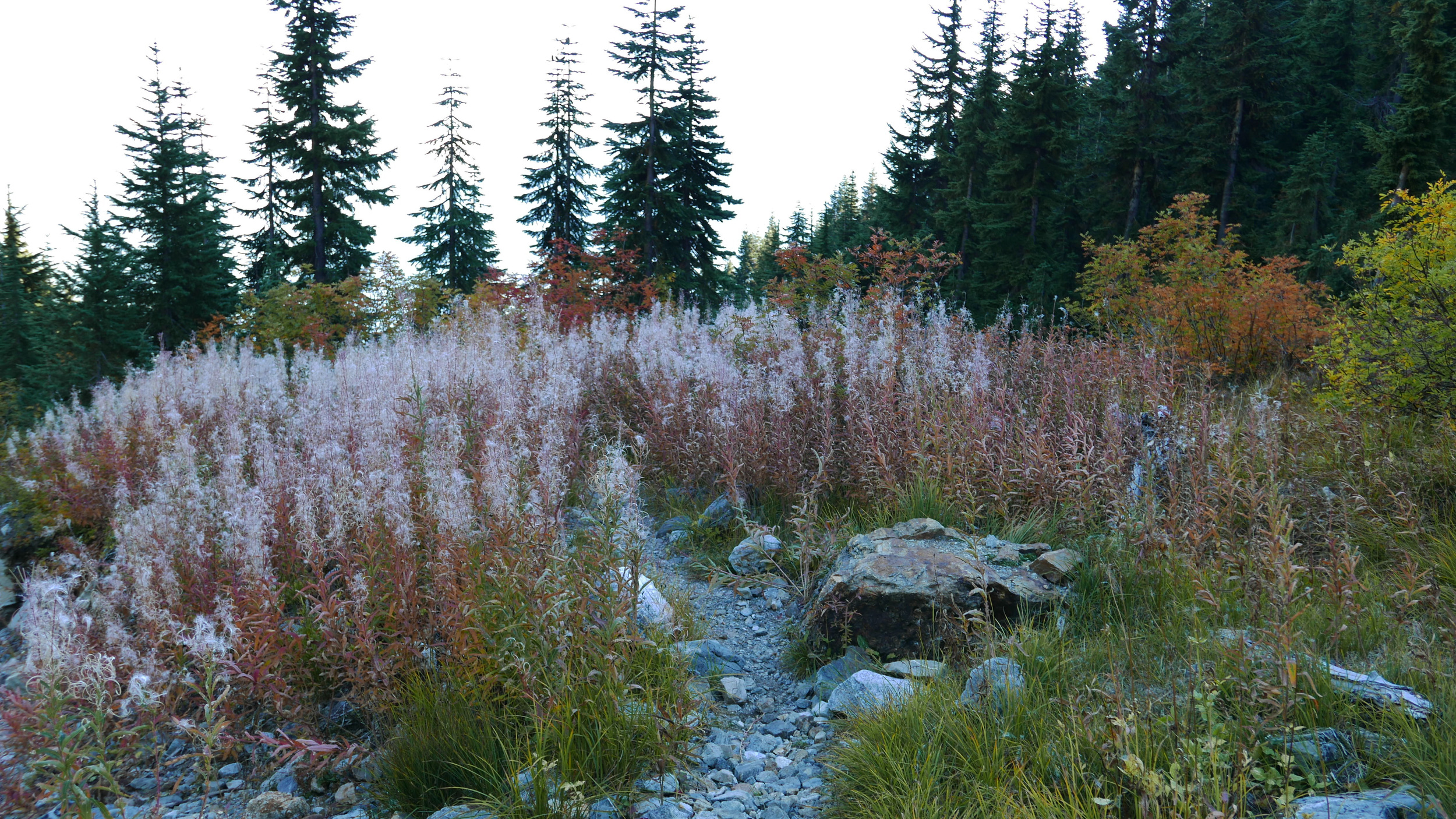 flowers, Sourdough Camp